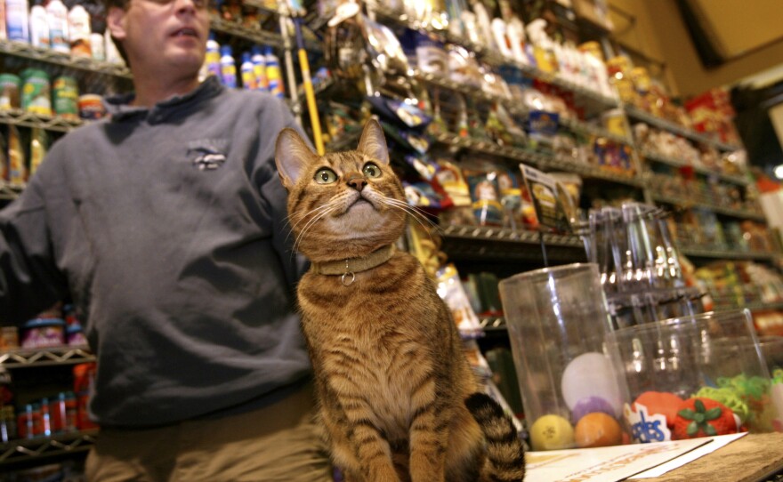 FILE - Ed Frerotte, of Petqua pet store, and the store cat Frankie stand at the counter in 2008 in New York.