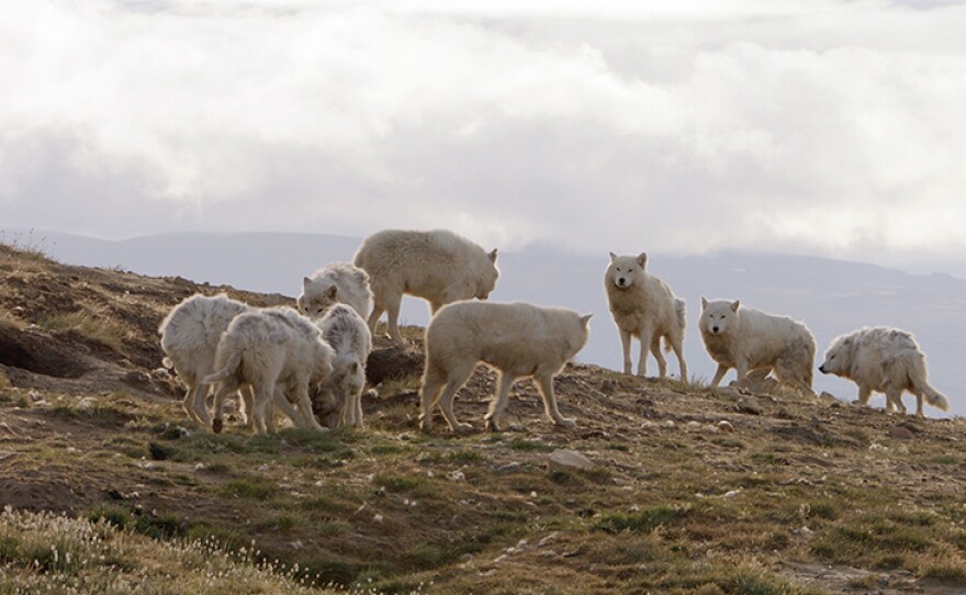 The Eureka pack on their summer den. Ellesmere Island, Canada.