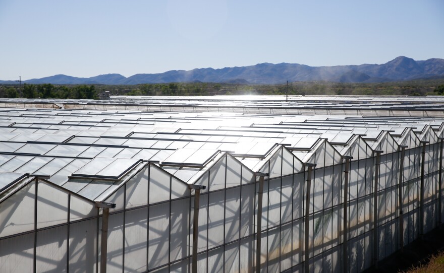 Rows of greenhouses at Wholesum Harvest's farm near the tiny town of Los Janos in Sonora, Mexico.