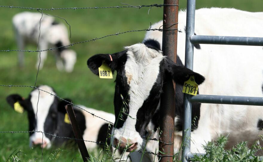 The U.S. Department of Agriculture is ordering dairy producers to test cows that produce milk for infections from highly pathogenic avian influenza (HPAI H5N1) before the animals are transported to a different state following the discovery of the virus in samples of pasteurized milk taken by the Food and Drug Administration.