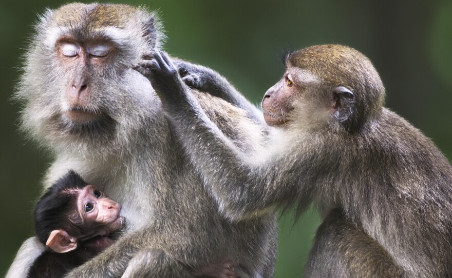 Macaque monkeys (above, in Malaysia) carry the parasite for a strain of malaria called Plasmodium knowlesi.