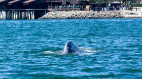 A gray whale swims alone in the waters of San Diego Bay on March 13, 2009. A similar gray whale has recently been spotted again in these same waters.