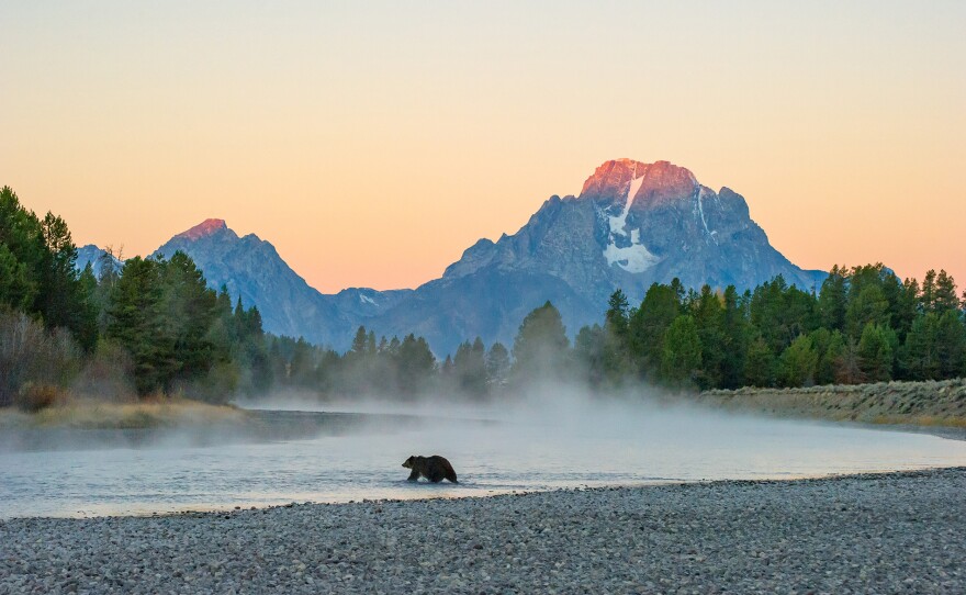 Grizzly 399 crossing the Oxbow Bend in front of Mount Moran. This photo is called "First Light."