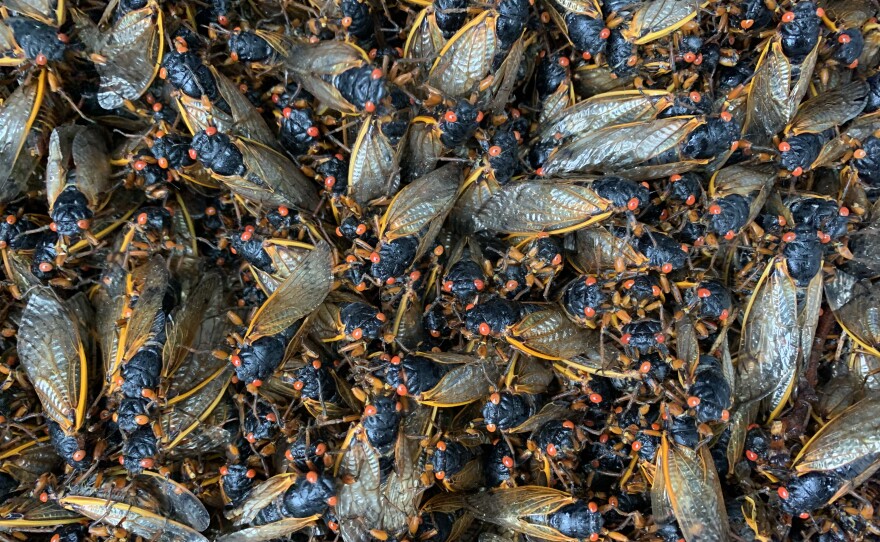 Chef Joseph Yoon cited cicadas as his favorite insect ingredient. Undated photo.