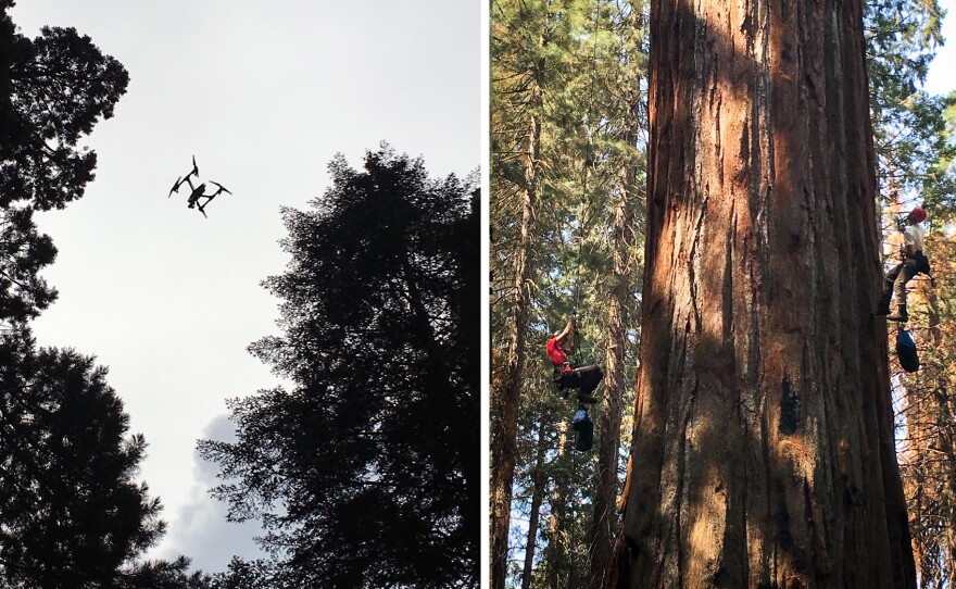 Left: Dawson's team is experimenting with drones, which capture images of light reflected off the canopy. This light helps scientists get a sense of how stressed the tree is. Right: Rikke Naesborg (left) and Cameron Williams have spent hundred of hours in Odin's branches, taking measurements.