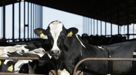 Cows at the New Hope Dairy in Galt, Calif., Nov. 23, 2016.