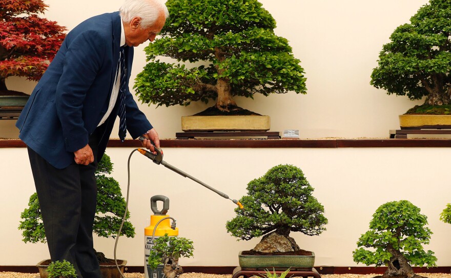 Reg Bolton waters the trees on the Federation of British Bonsai Society stand at the Chelsea Flower Show.