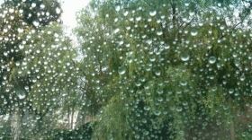 Trees in Escondido are seen through a window spotted with rain drops, Dec. 2, 2014. 