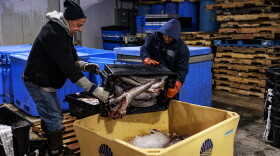 Workers at the Portland Fish Exchange in Portland, Maine, move fish in a tote before it's transported. The exchange and the Maine Coast Fishermen's Association have partnered for the Fishermen Feeding Mainers program, an initiative that provides fresh, locally caught seafood to community members, including public schools.