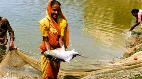 Fish photo, India