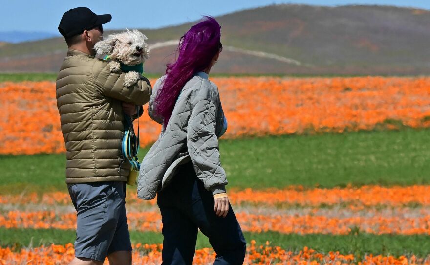 People bring their dog to visit the Antelope Valley California Poppy Reserve on Thursday.