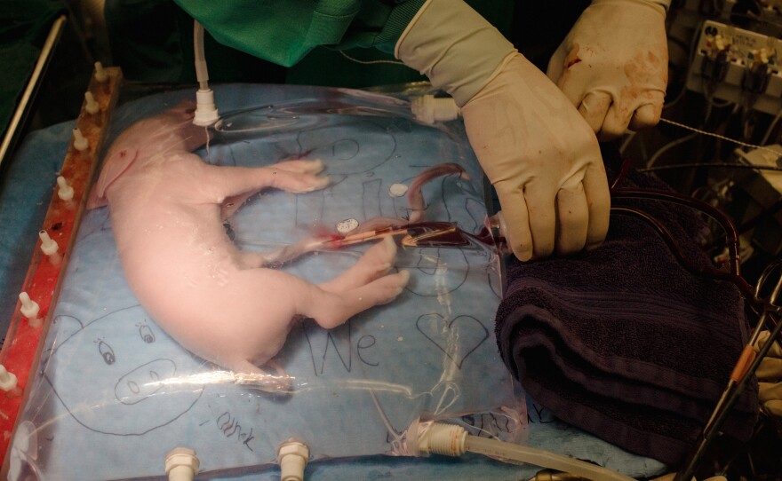 A fetal pig rests inside an artificial womb.