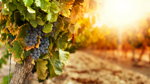 Grapes