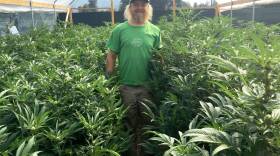 This undated photo shows Noah Beck, a marijuana grower in Humboldt County, standing among plants.