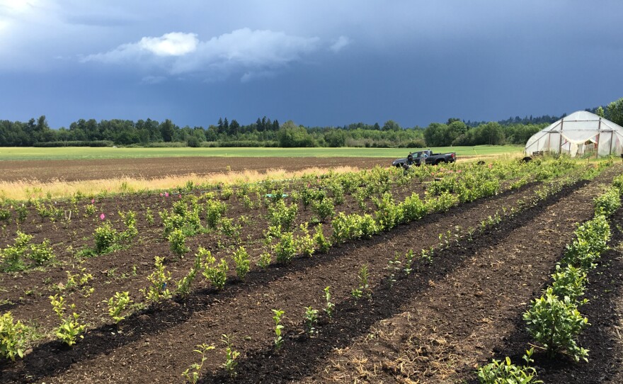 Demand for domestic tea is so strong that Minto Island Tea Company continues expanding production. Here, new Camellia sinensis are planted on the Salem, Oregon, farm. It takes three years for tea plants to mature for harvest.