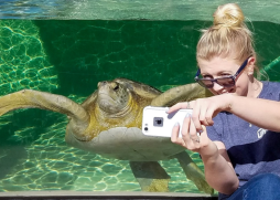 Animals on the Bay Day