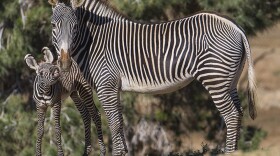 A week-old Grevy’s zebra foal showed off a full set of teeth while keeping close to his mother, Mekeda, at the San Diego Zoo Safari Park, March 6, 2015.