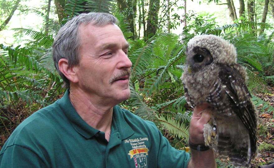 Lowell Diller holds a fledgling spotted owl that he banded at a site where barred owls had been removed. "This owlet would almost certainly not be alive today without active intervention," he says.