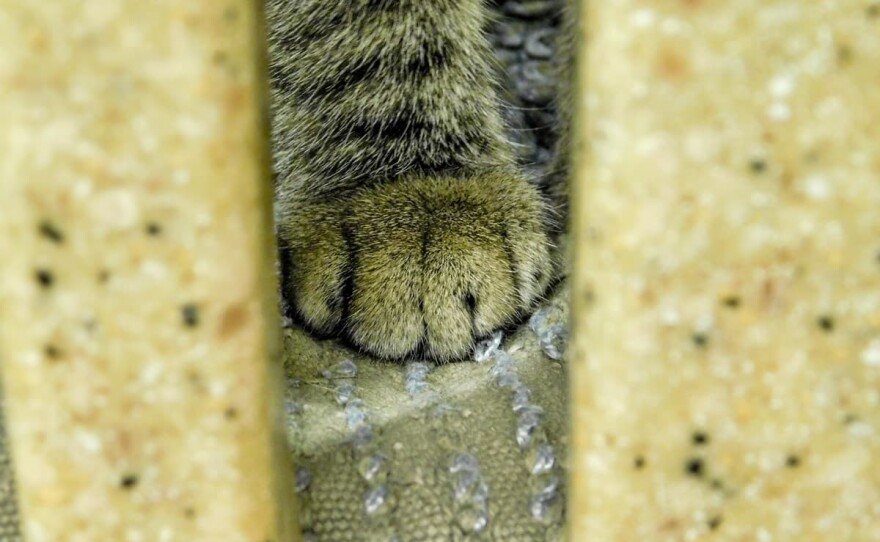 The paw of six-month-old kitten Morgan in the Cattery Facility at Front Street Animal.