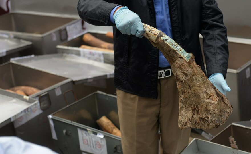 A seized rhino horn is shown during the destruction of a stockpile of ivory and rhino horn in Hanoi, Vietnam, in 2016. More than 2 tons of ivory and 154 pounds of rhino horn were crushed and burned on the outskirts of Hanoi to deter the illegal market of ivory and rhino horns.