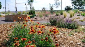 City of Thorton water-wise garden