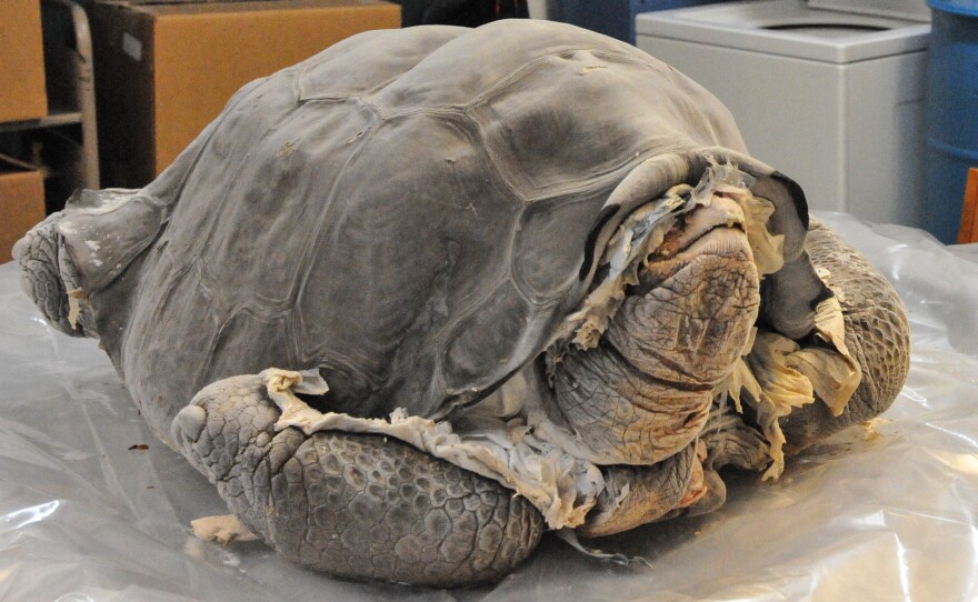 After his death, George was carefully frozen and sent to the American Museum of Natural History in New York. When taxidermists there unwrapped him, they found he was incredibly well-preserved.
