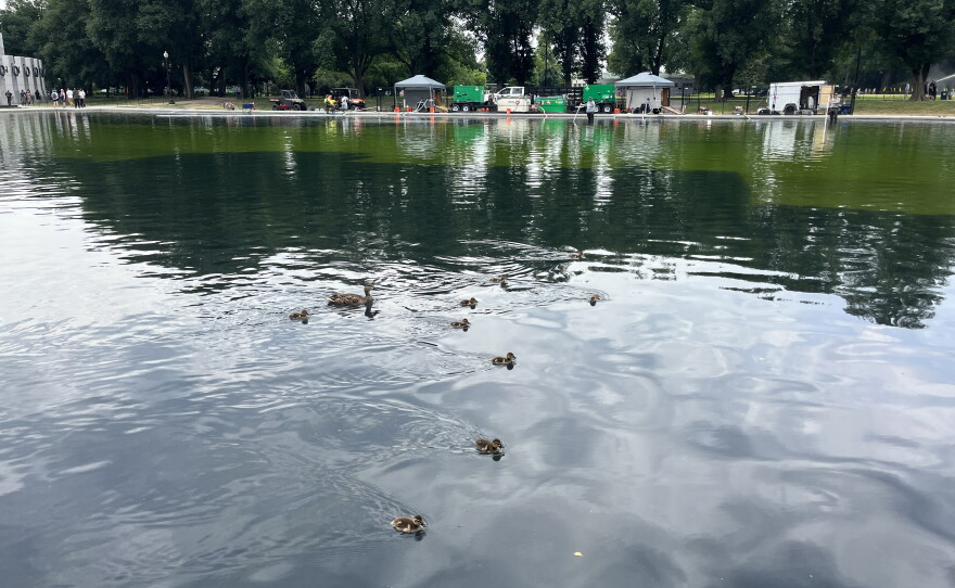 The algae doesn't bother the ducklings swimming in the Reflecting Pool. Experts say the hydrogen peroxide used to get rid of the algae is safe for them, too.