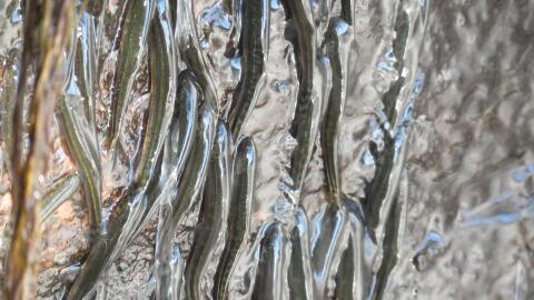 Shellear fish have certain anatomical traits making it possible for them to climb as well as swim.