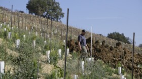 In this Wednesday, Nov. 6, 2019 photo, partner Bret Munselle of Munselle Vineyards walks down the hillside where he lost about half of the young vines he had planted before a fire raged through the upper part of his ranch in Geyserville, Calif. 