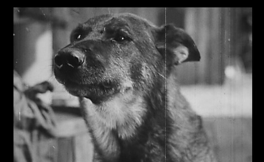 Ben Model will provide live music to the silent film "The Clash of the Wolves" featuring Warner Brothers' silent film star Rin Tin Tin.