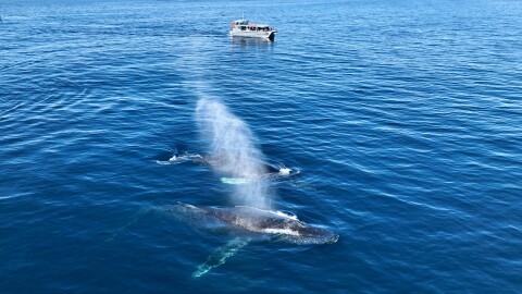 The image shows two whales with a boat in the background in this undated photo.