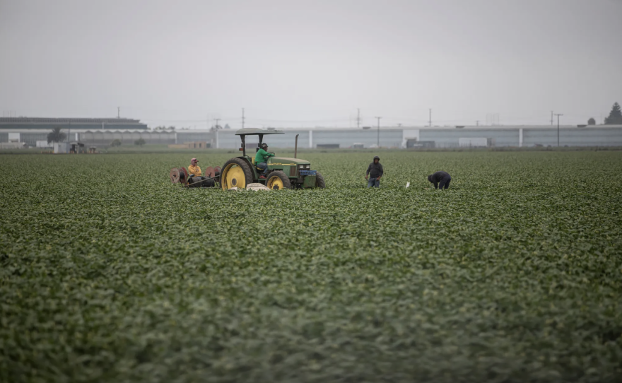 Trabajadores agrícolas trabajan en los campos a las afueras de Camarillo el 11 de julio de 2025. A medida que aumentan las deportaciones, a más trabajadores indocumentados de California les cuesta pagar el alquiler. Foto de Larry Valenzuela, CalMatters/CatchLight Local