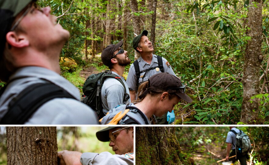 (Top) Jesse Webster and the Great Smokies vegetation crew survey a healthy old growth hemlock forest. (Left) Matt Moore measures a hemlock tree to determine the amount of chemical needed to treat it for the aphid-like hemlock woolly adelgid. (Right) The Great Smokies vegetation crew hikes to a remote tree to treat it. The plants in the foreground are a sign of a healthy old-growth forest.