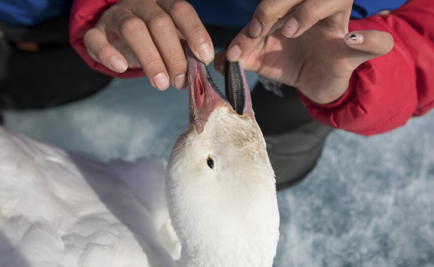 Horizon Willie, 11, examines the beak of a snow goose she shot near her family's hunting camp. She used a rifle that she bought with money she won in Arctic Bay's annual ice-fishing competition.