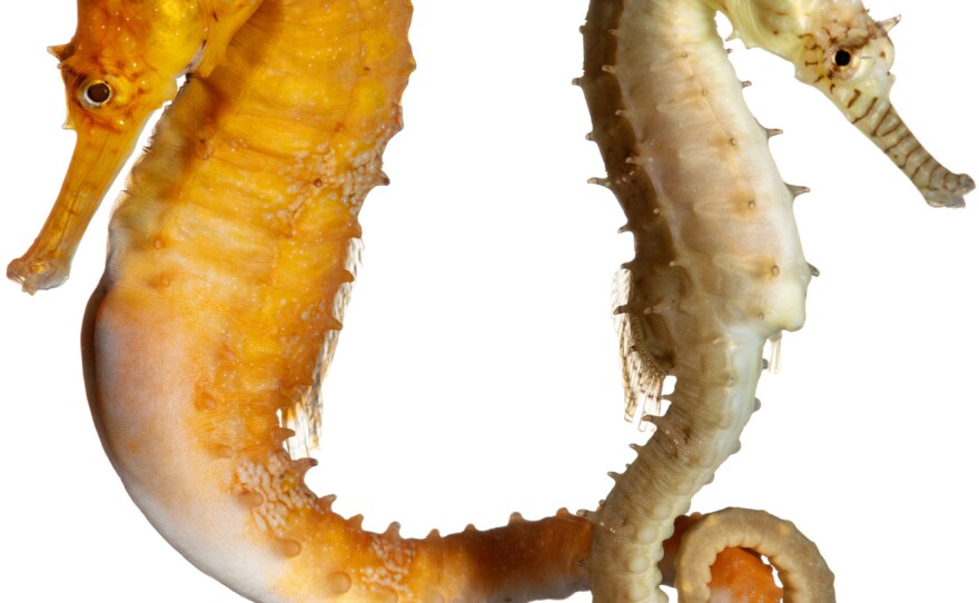 Western Spiny Seahorse Hippocampus angustus Specimen Nos. 78, 79 male and female 3.25 inches tall; Seahorse World, Beauty Point, Tasmania, Australia