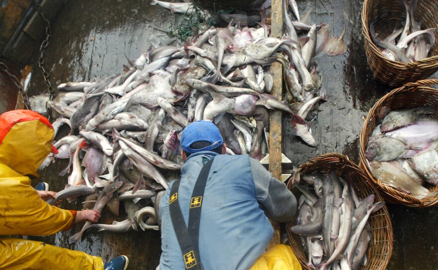 A fisherman loads a catch into baskets at sea aboard a Spanish boat. Two vessels flying the Spanish flag were signaled out for "going dark" in a new report issued by the conservation group Oceana.
