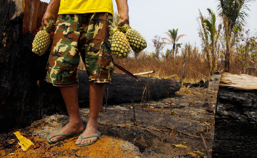 Farmers like Amado Pedro da Silva, 63, who owns a small farm, believe you don't have to burn the land. When nearby farmers set fires, they inevitably spread and da Silva loses valuable crops like this pineapple field that was destroyed. "If you live with the land, the land will protect you," he says. "If you poison it, the land will attack you."