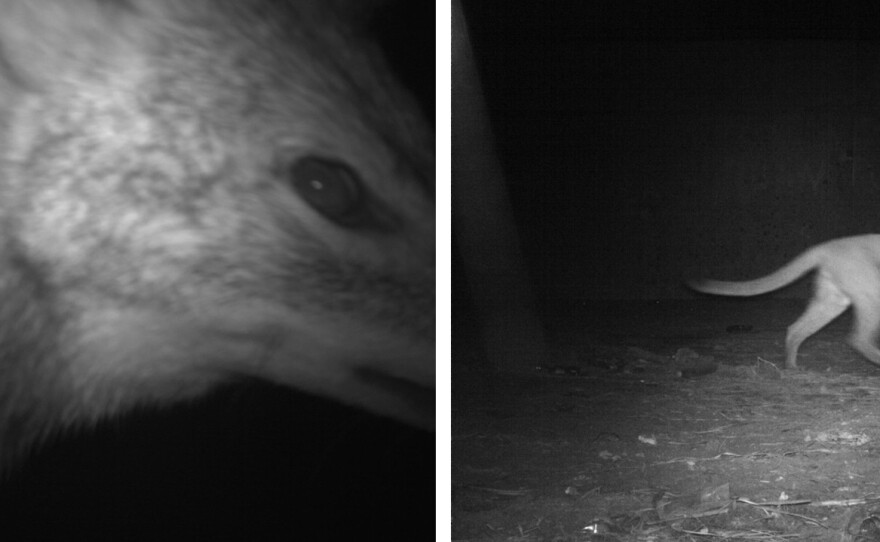 It's estimated that as many as 1 million animals are <a href="https://wildlife.onlinelibrary.wiley.com/doi/10.1002/jwmg.721" data-key="243">killed on U.S.</a> roads <em>every day, </em>making safe crossings important for the survival of several species.