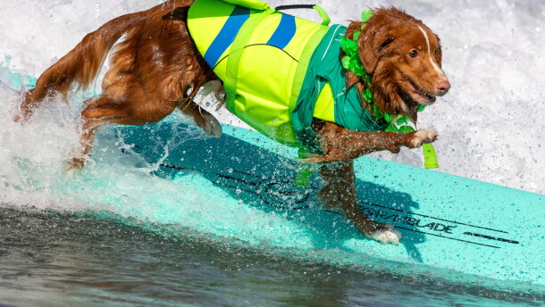A good boy competes in the Annual 2026 Surf Dog Competition in Oceanside, September 12, 2026.