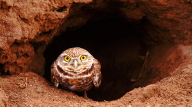 A burrowing owl peers out from its burrow, California.