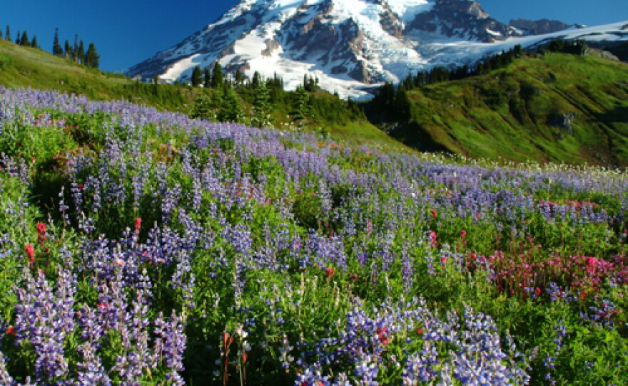 Mount Rainier National Park, Washington.