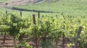 Vineyards at Bodegas de Santo Tomas