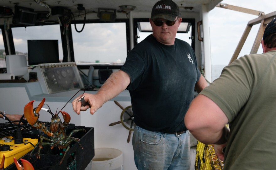 Chris Welch tosses a lobster after pulling it from a ropeless lobster trap. He's skeptical that the new ropeless technology will be practical for most lobstermen.