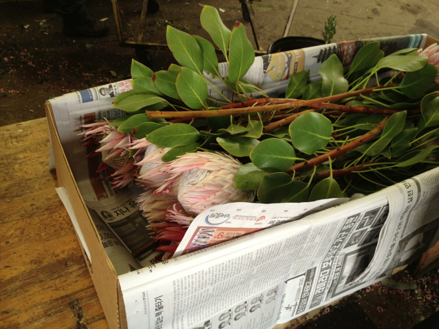 Proteas packed to ship.