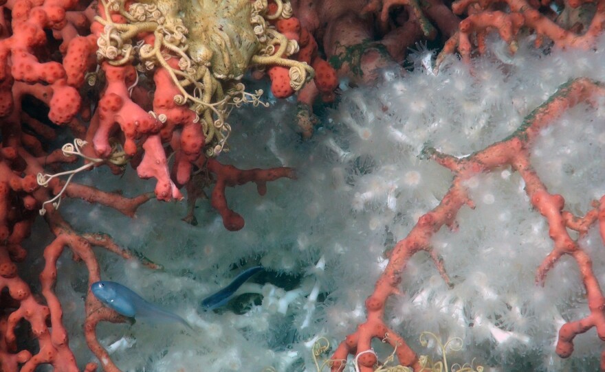 A bythitid snakes its way through a cluster of brightly colored corals and brittle stars in Norfolk Canyon.