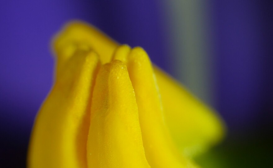 Buzz-pollinated flowers hide pollen grains deep inside their anthers, the long skinny male parts of the plant. Buzz-pollinators bite down at the base of anther and vibrate until pollen grains shoot out the top.