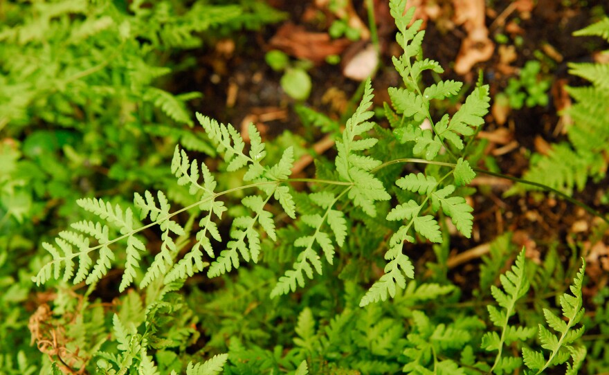 Botanists say this plant is the fern equivalent of a human-lemur love child.