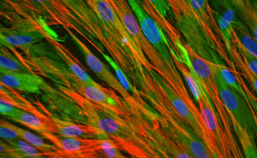 Skeletal muscle cells from a rabbit were stained with fluorescent markers to highlight cell nuclei (blue) and proteins in the cytoskeleton (red and green).