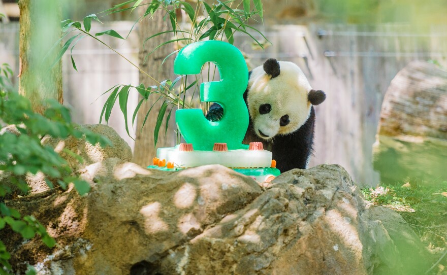 Bao Bao turned 3 this summer. The loan arrangement with China calls for giant pandas born in the U.S. to be sent to China before their fourth birthday. There are about 1,800 giant pandas in the wild, the National Zoo says, and Chinese scientists are working to breed and reintroduce the species to the wild.