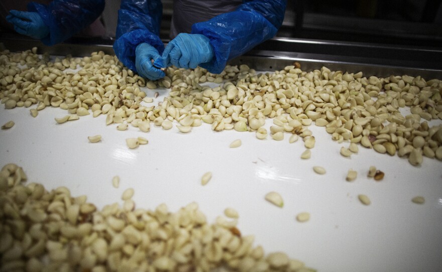 Workers sort out defective garlic at the Christopher Ranch plant. The company employs more than 1,000 people.